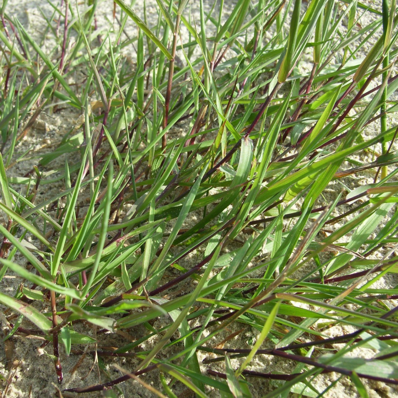 creeping bent grass (Agrostis palustris NO MOW) plant — close-up photo