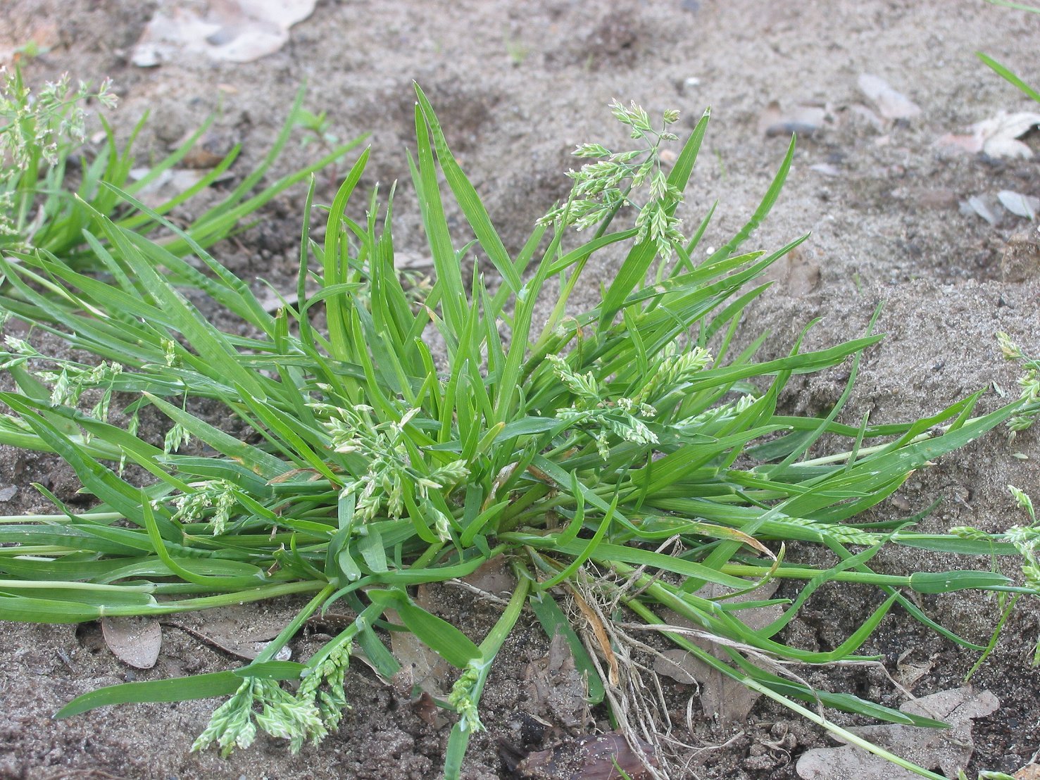 Creeping Bluegrass (Poa reptans) plant