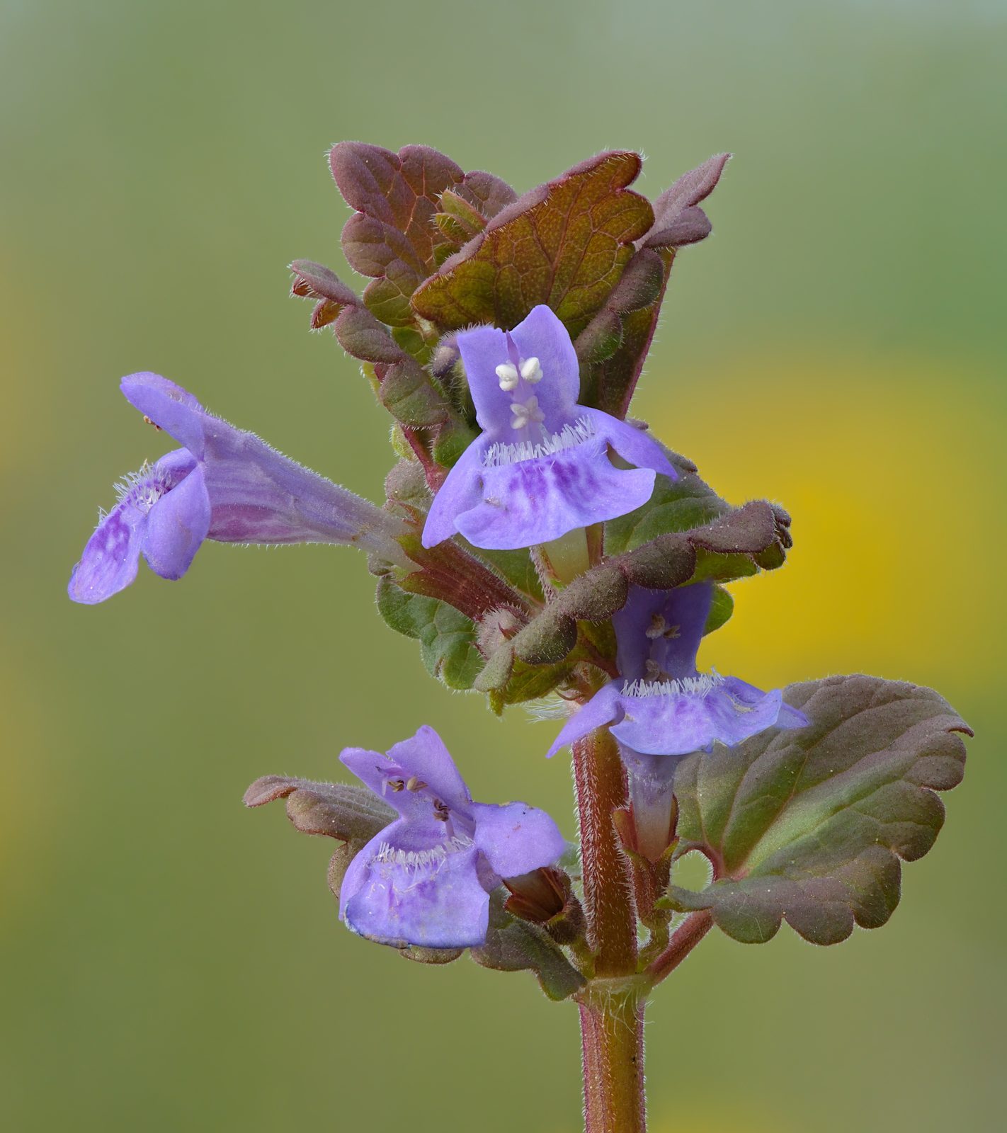 Creeping Charlie (Glechoma hederacea) plant