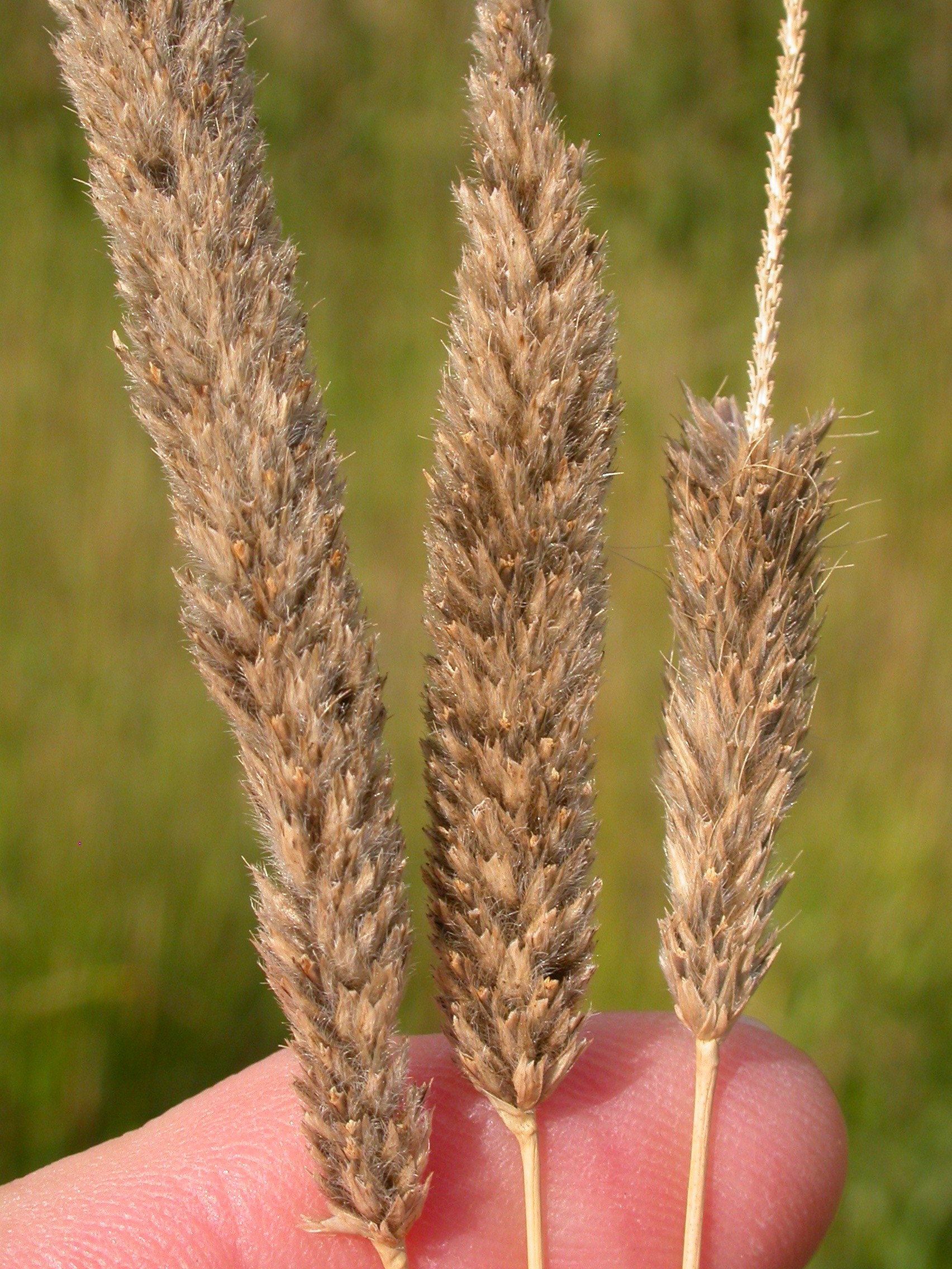 Creeping Foxtail (Alopecurus arundinaceus) plant