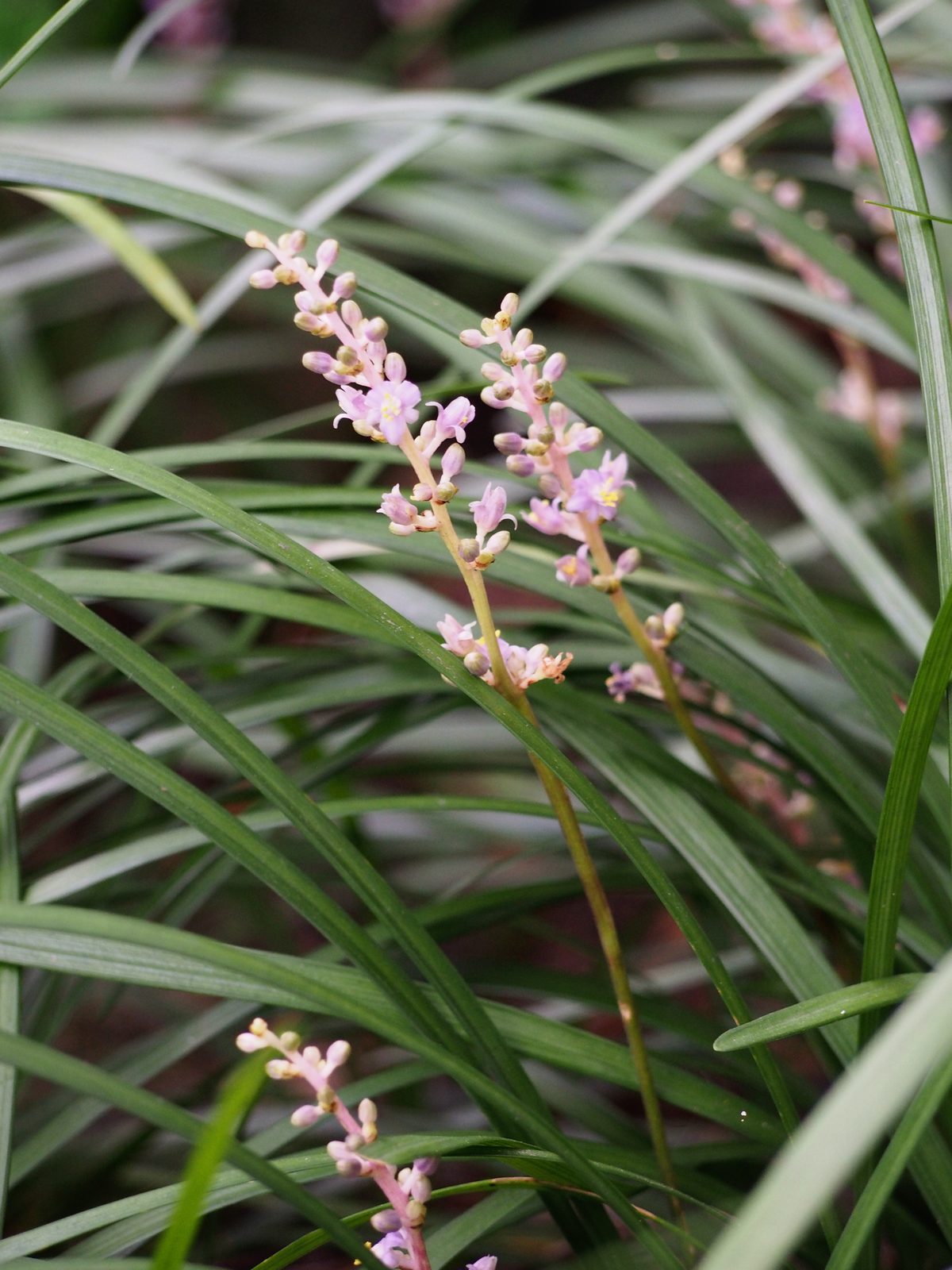 Creeping Liriope (Liriope spicata) plant