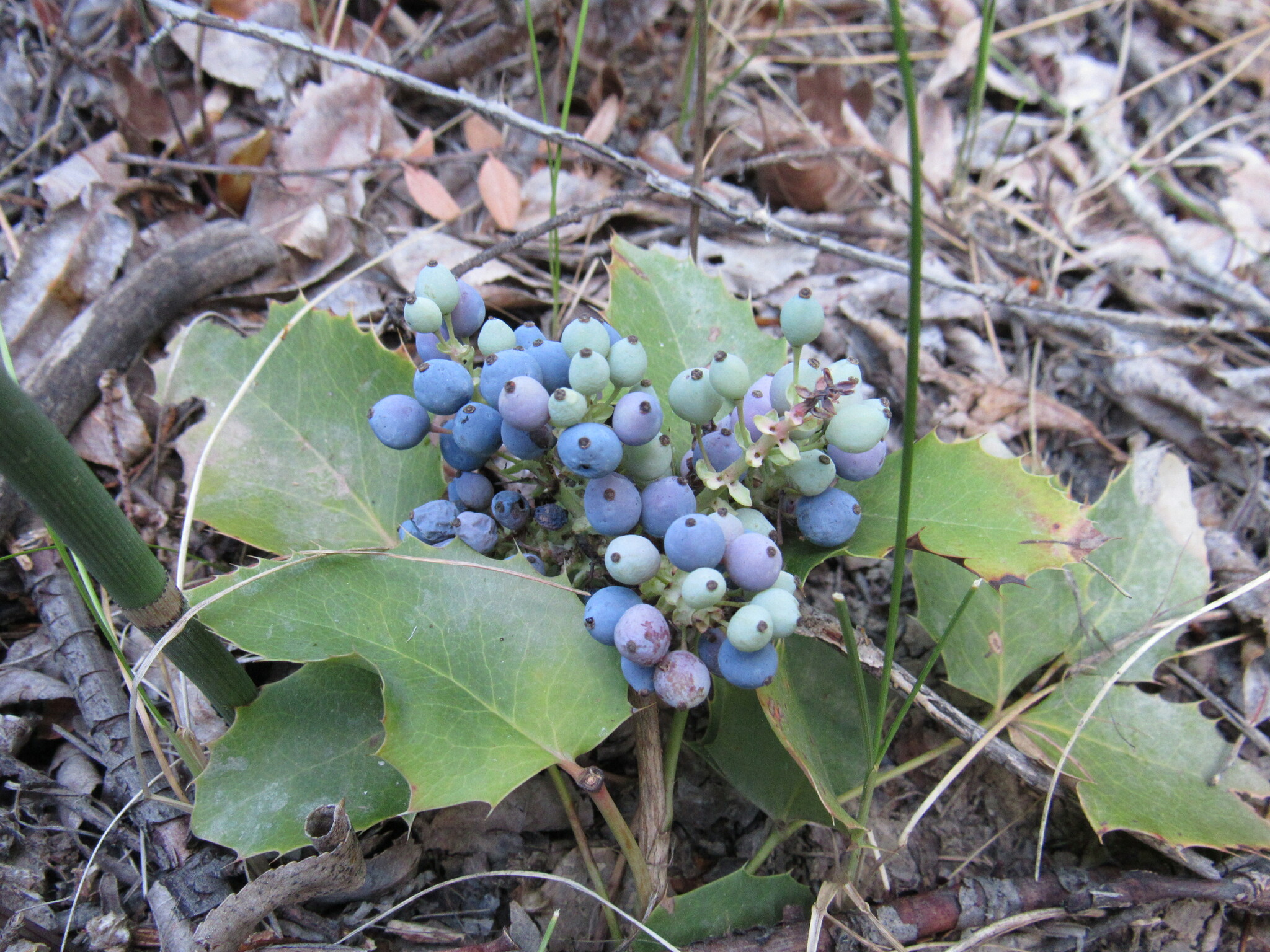 Creeping Mahonia (Mahonia repens) plant