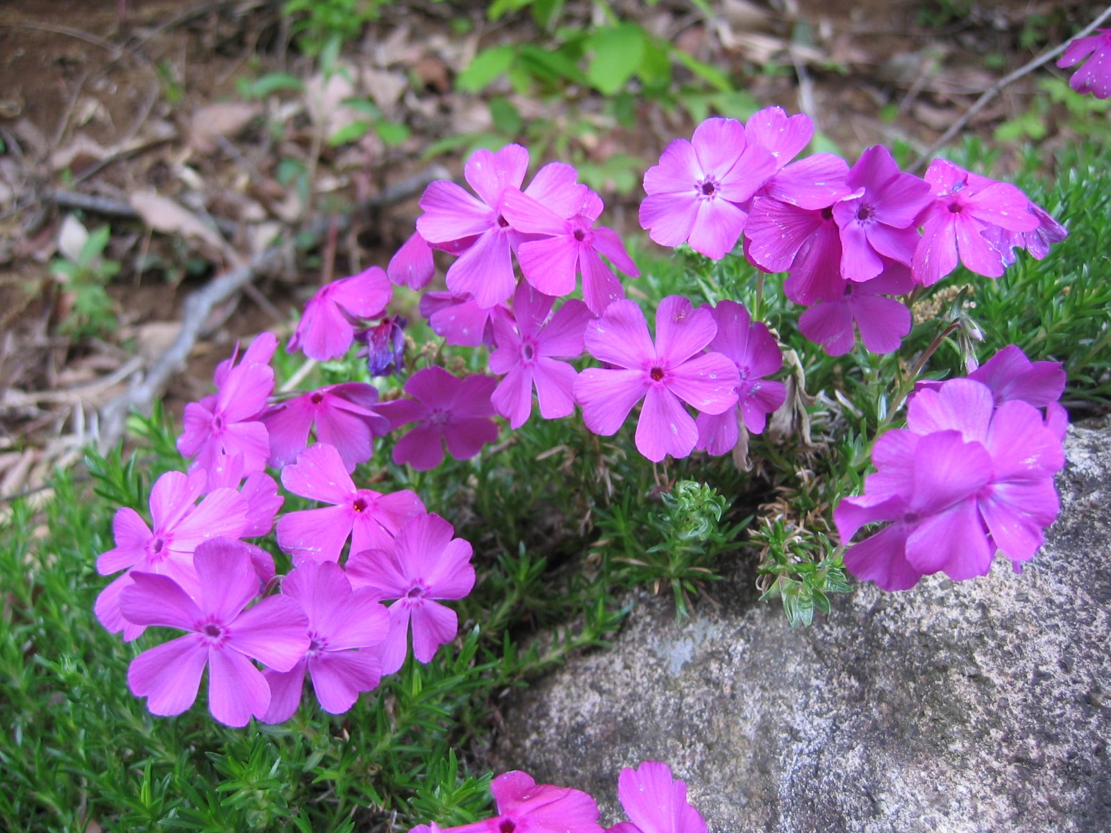 Creeping Phlox (Phlox subulata) plant