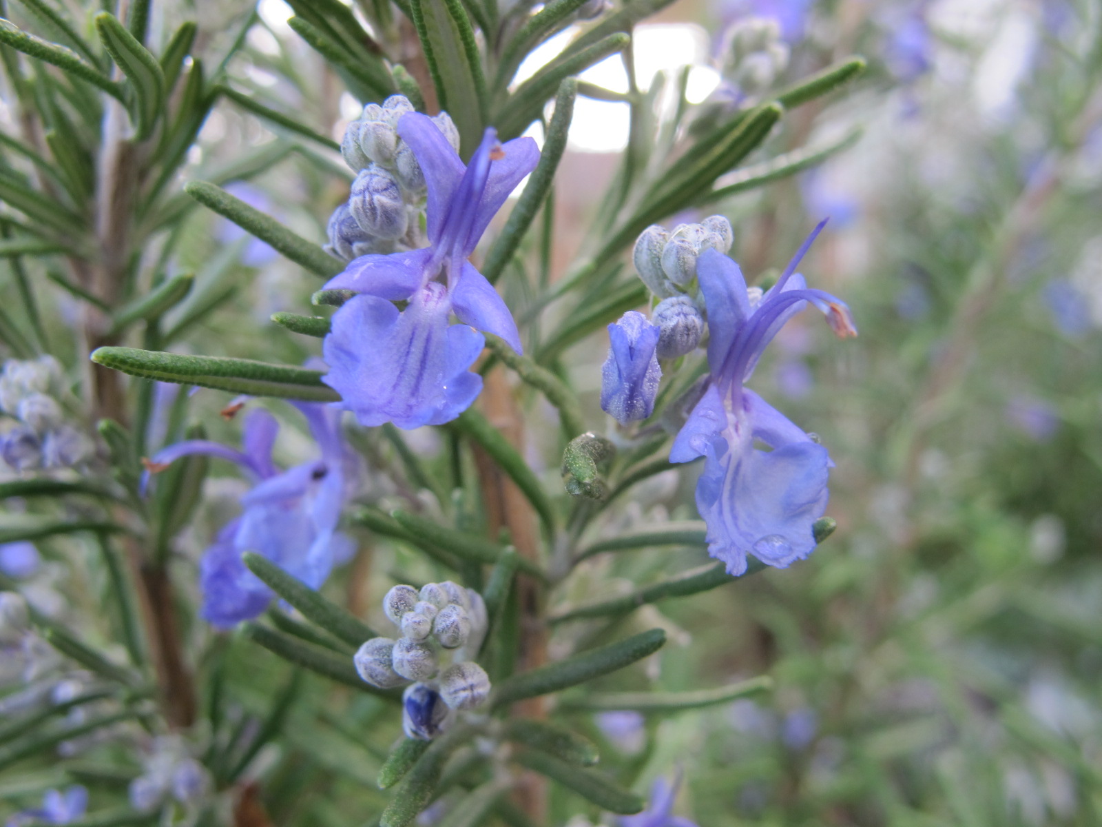 Creeping Rosemary (Salvia rosmarinus 'Prostratus') plant