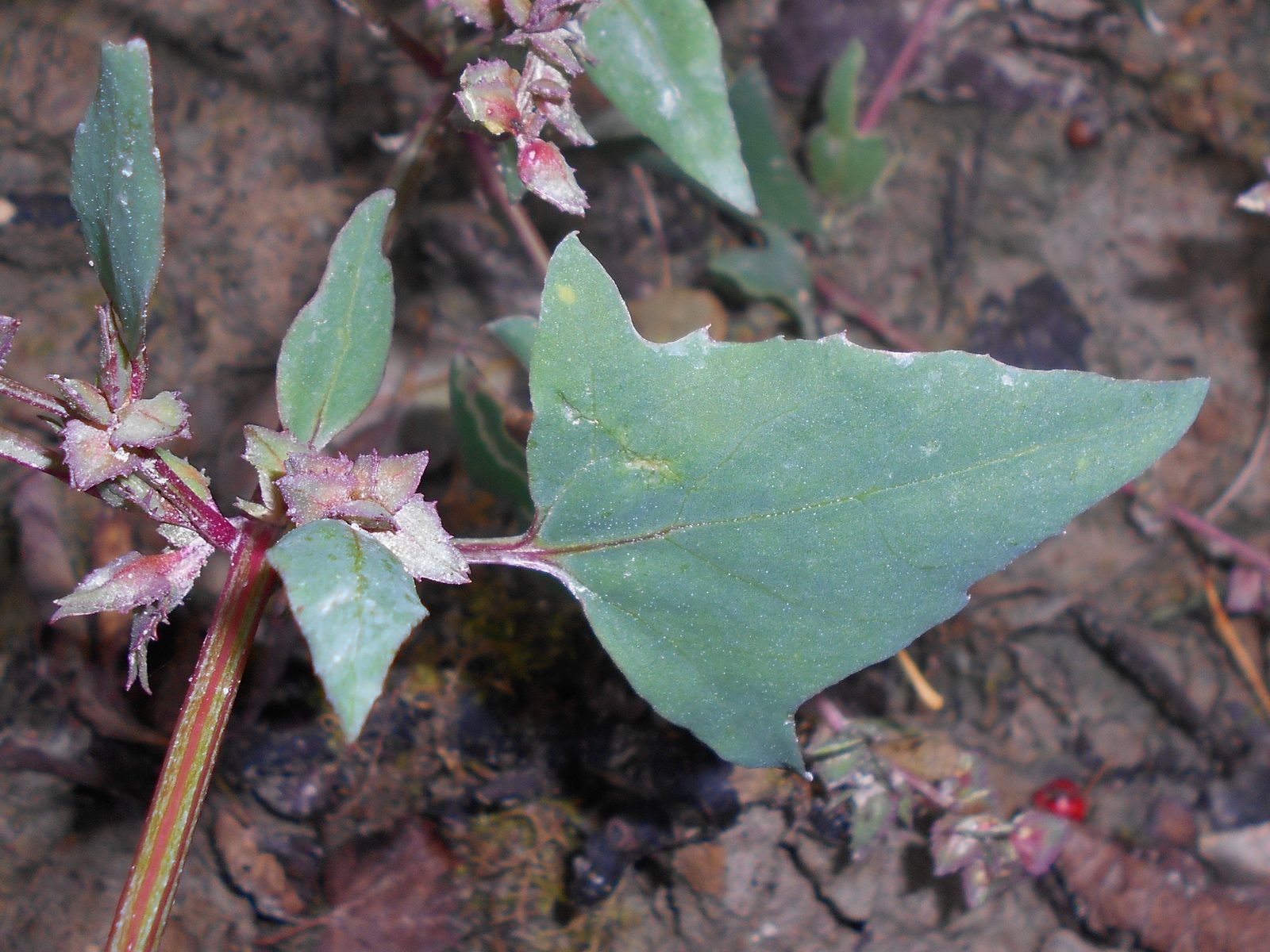 Creeping Saltbush (Atriplex prostrata) plant