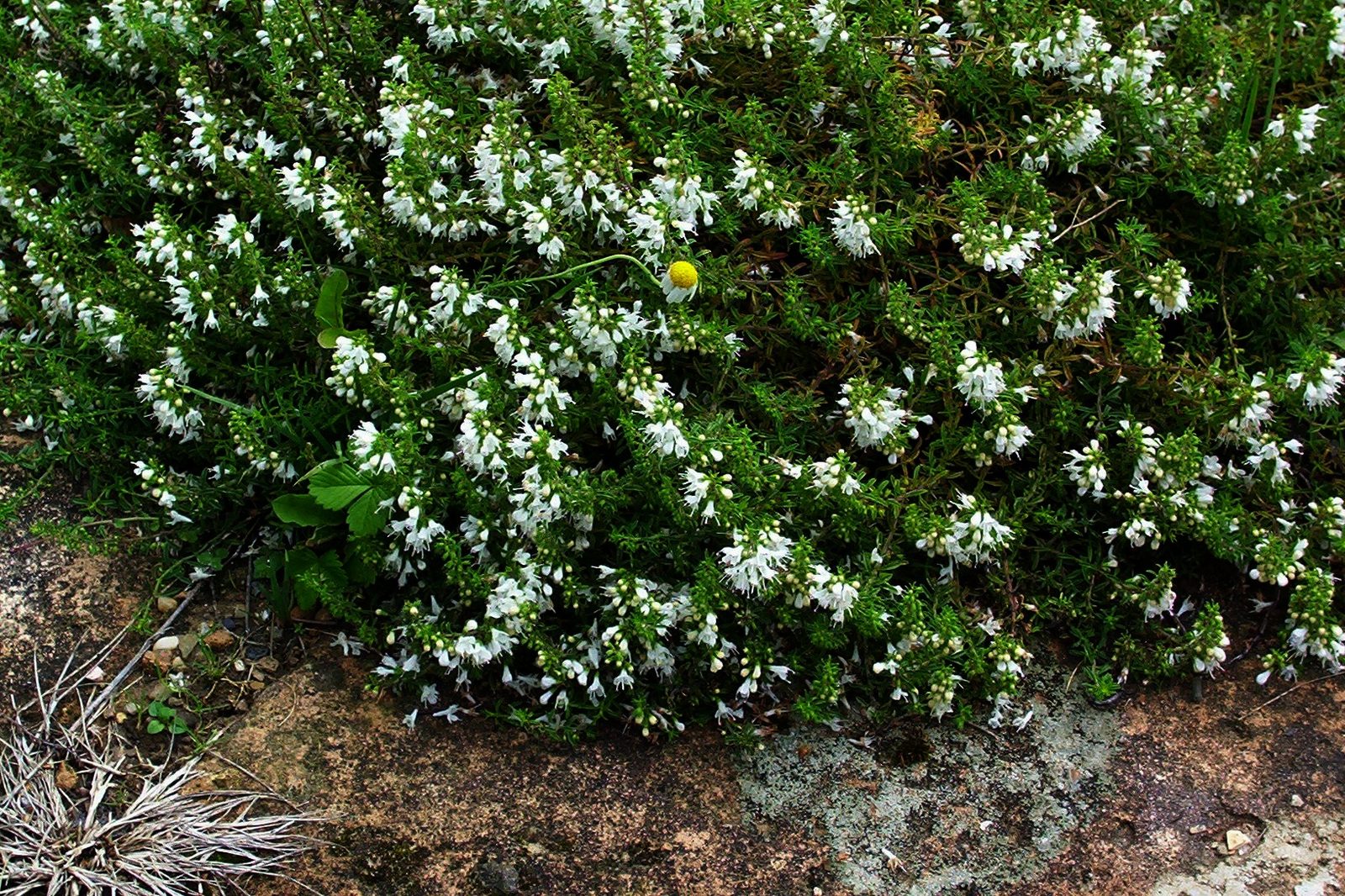 Creeping Savory (Satureja spicigera) plant