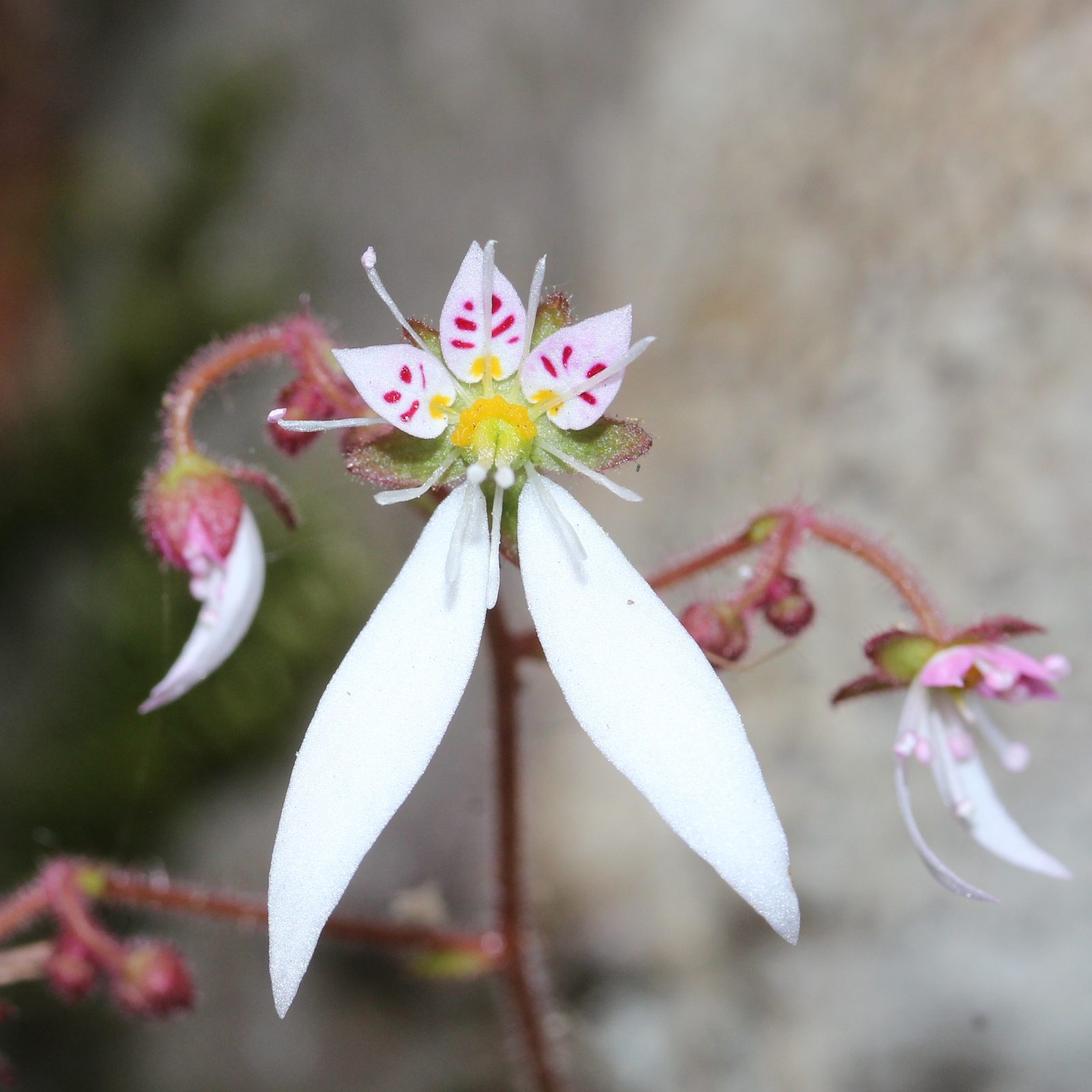 Creeping Saxifrage (Saxifraga stolonifera) plant