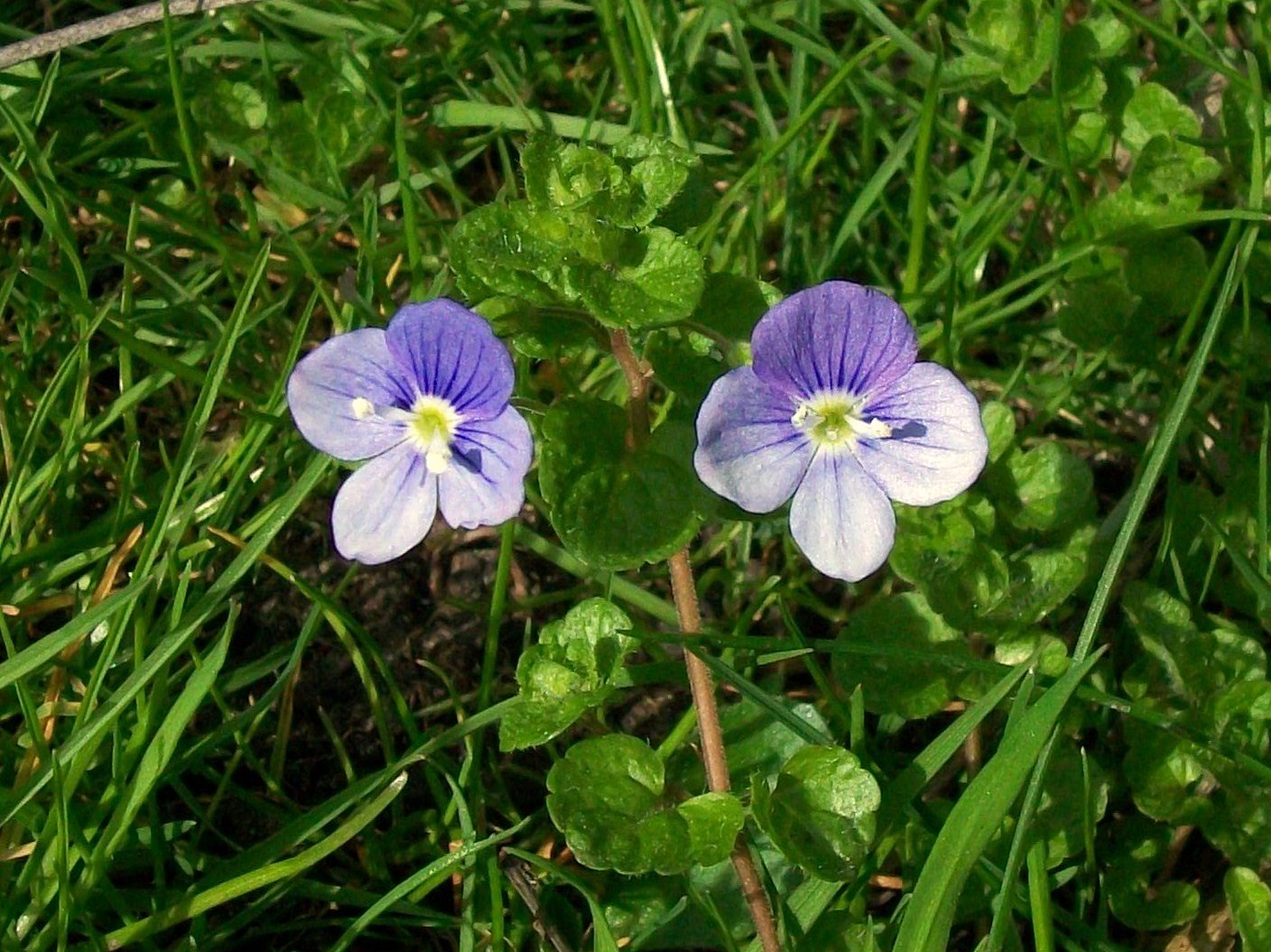Creeping Speedwell (Veronica filiformis) plant