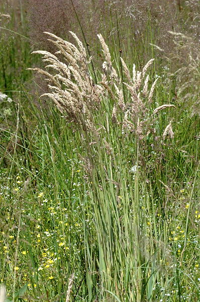 Creeping Velvetgrass (Holcus mollis) plant