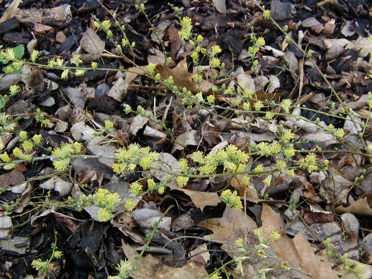 Creeping Willow (Salix repens) plant
