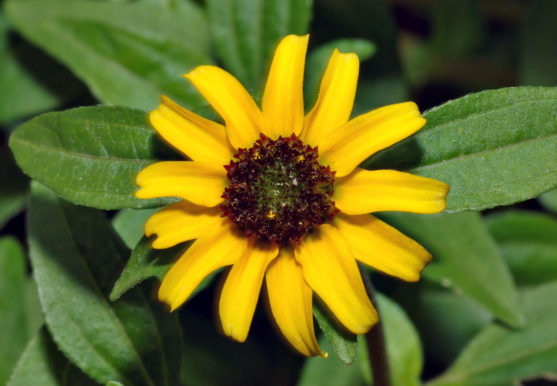 Creeping Zinnia (Sanvitalia procumbens) plant — close-up photo