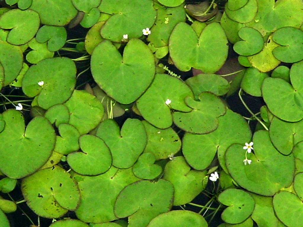 Crested Floatingheart (Nymphoides cristata) plant