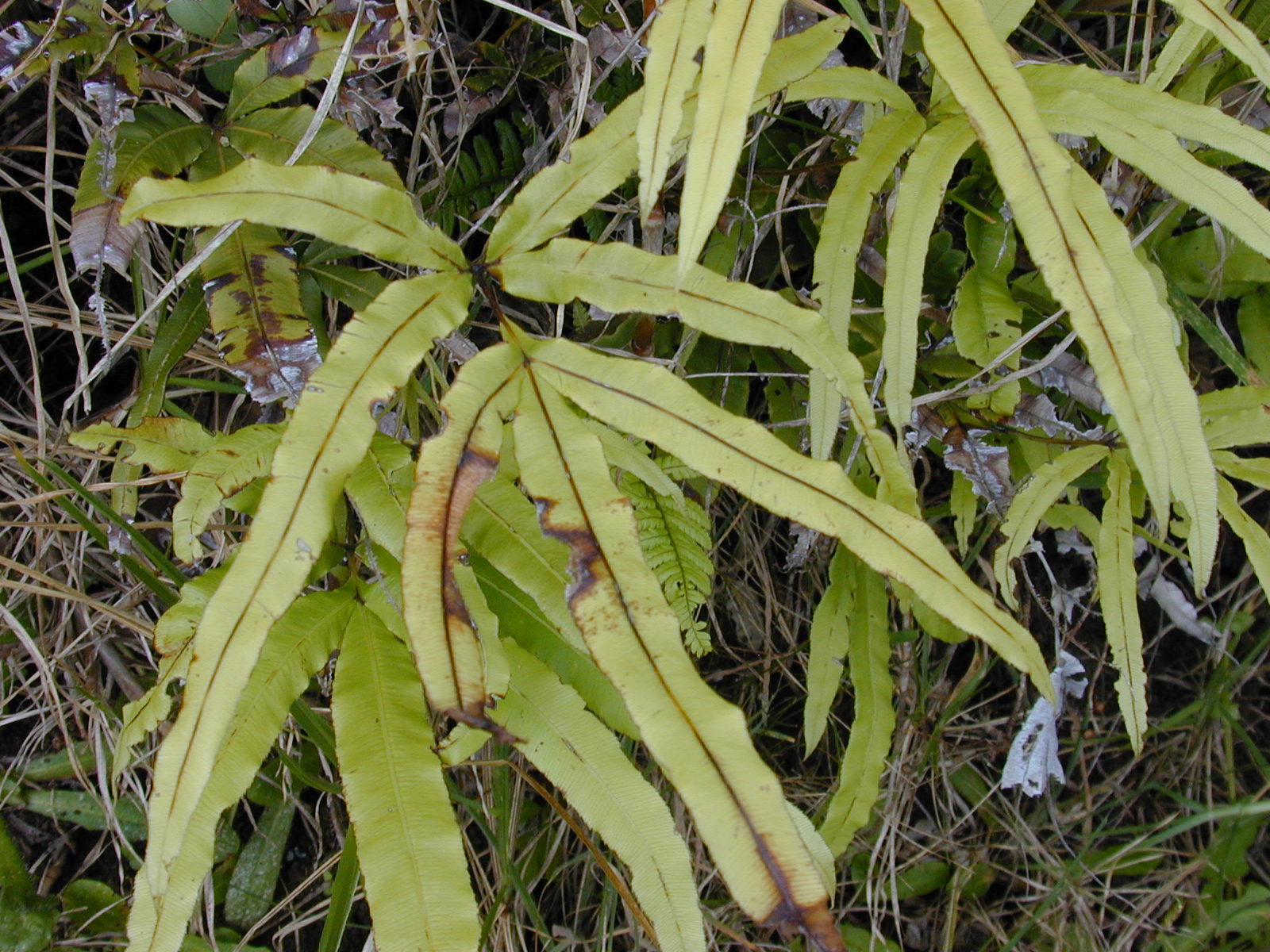 Cretan Brake (Pteris cretica) plant
