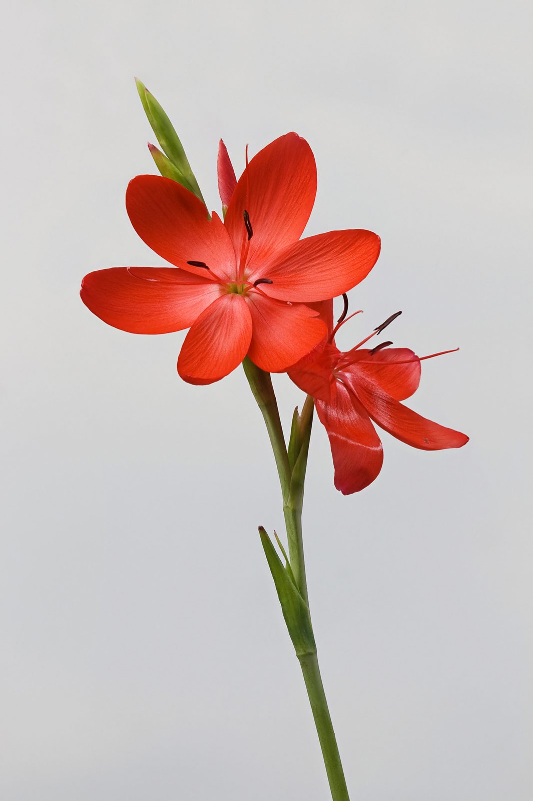 Crimson Flag (Schizostylis coccinea (syn. Hesperantha coccinea)) plant
