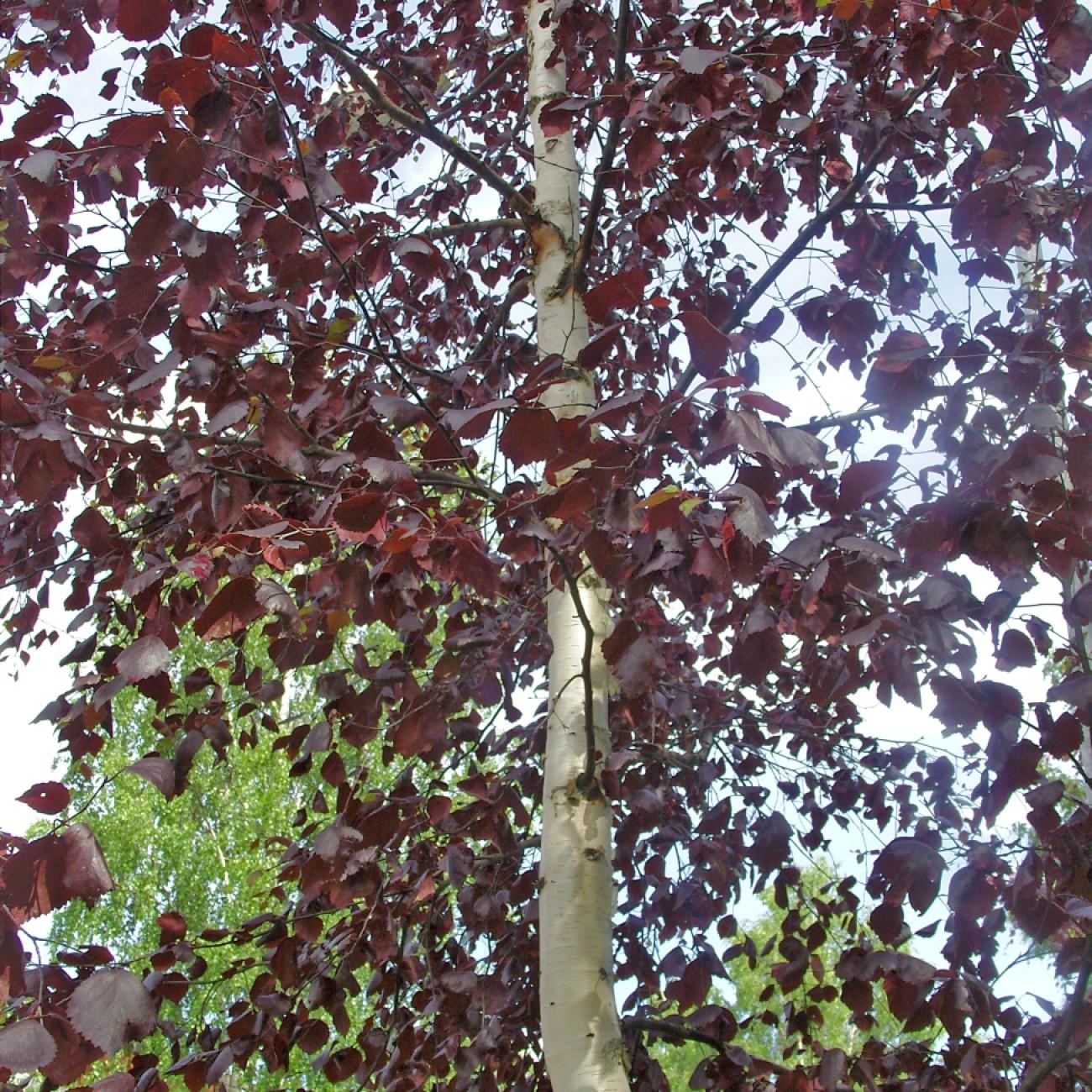 Crimson Frost Birch (Betula 'Crimson Frost') plant — close-up photo
