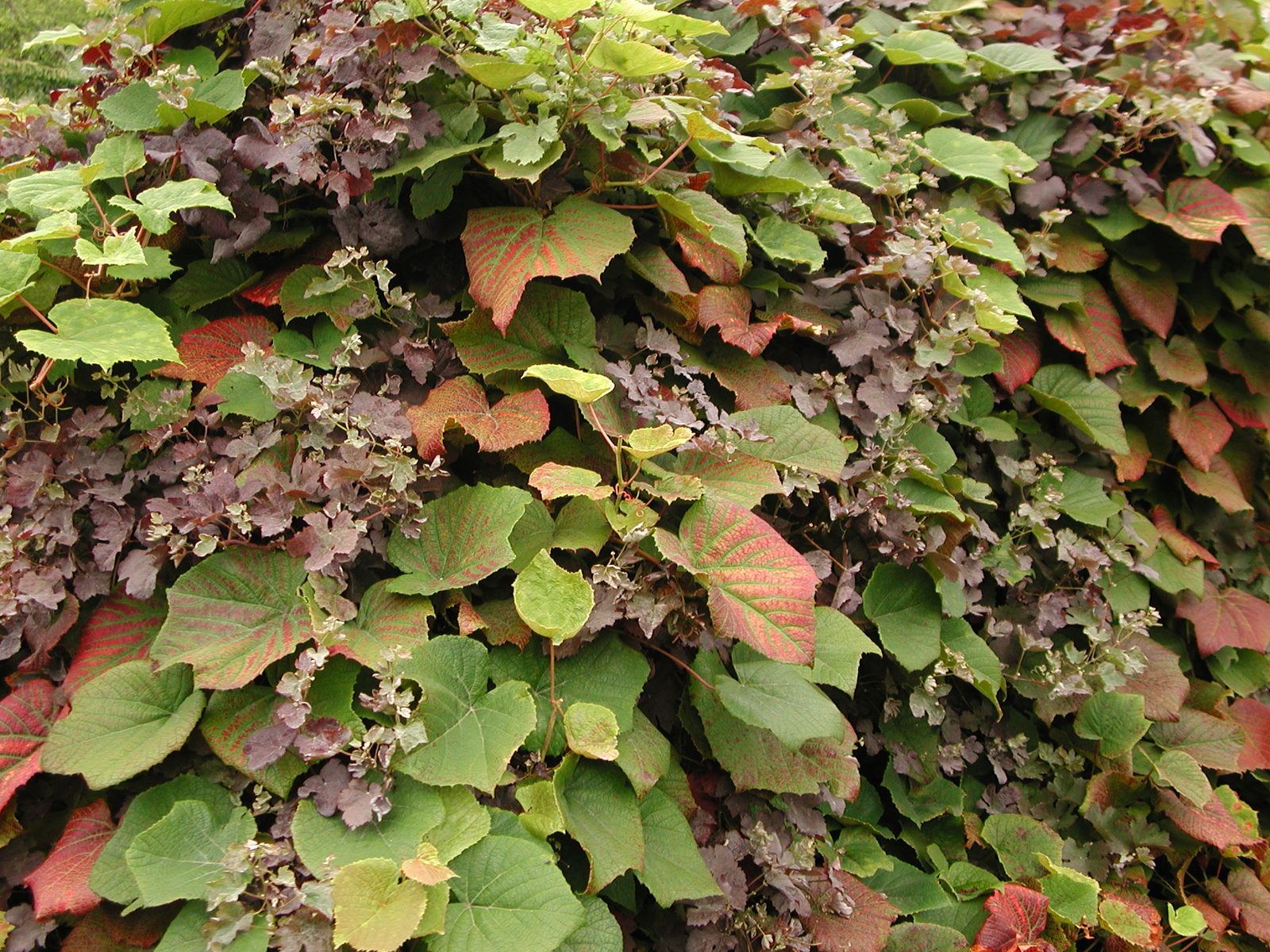 Crimson Glory Vine (Vitis coignetiae) plant