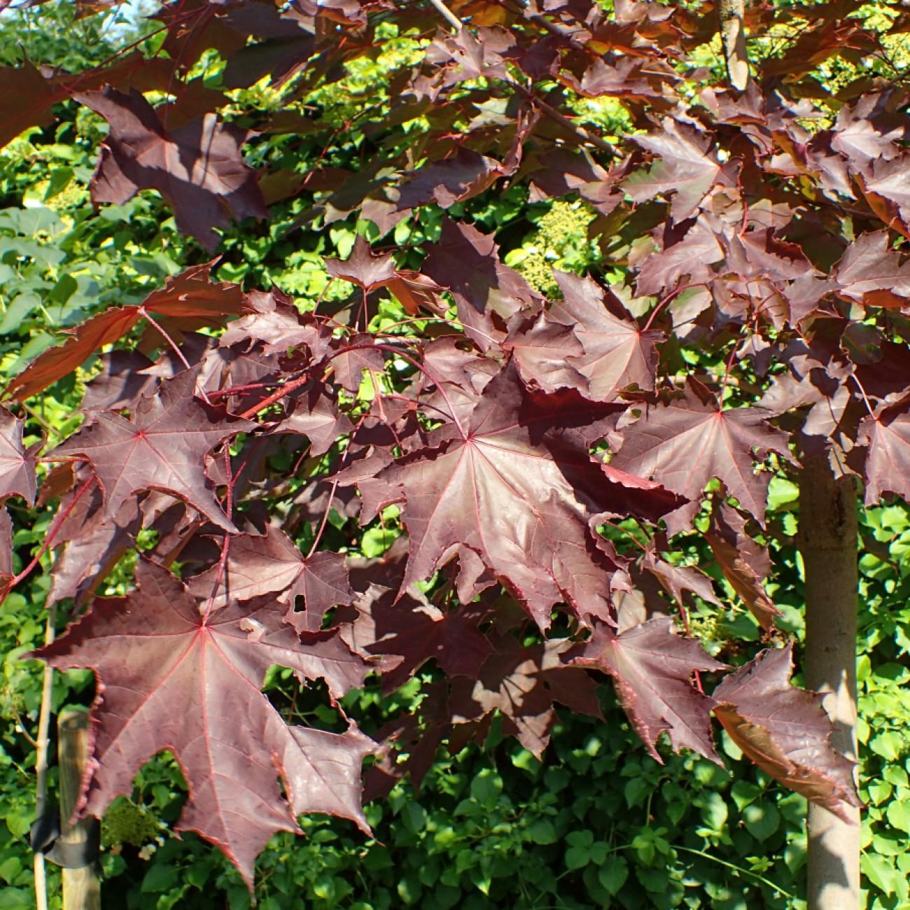 Crimson Sentry Norway Maple (Acer platanoides 'Crimson Sentry') plant — close-up photo
