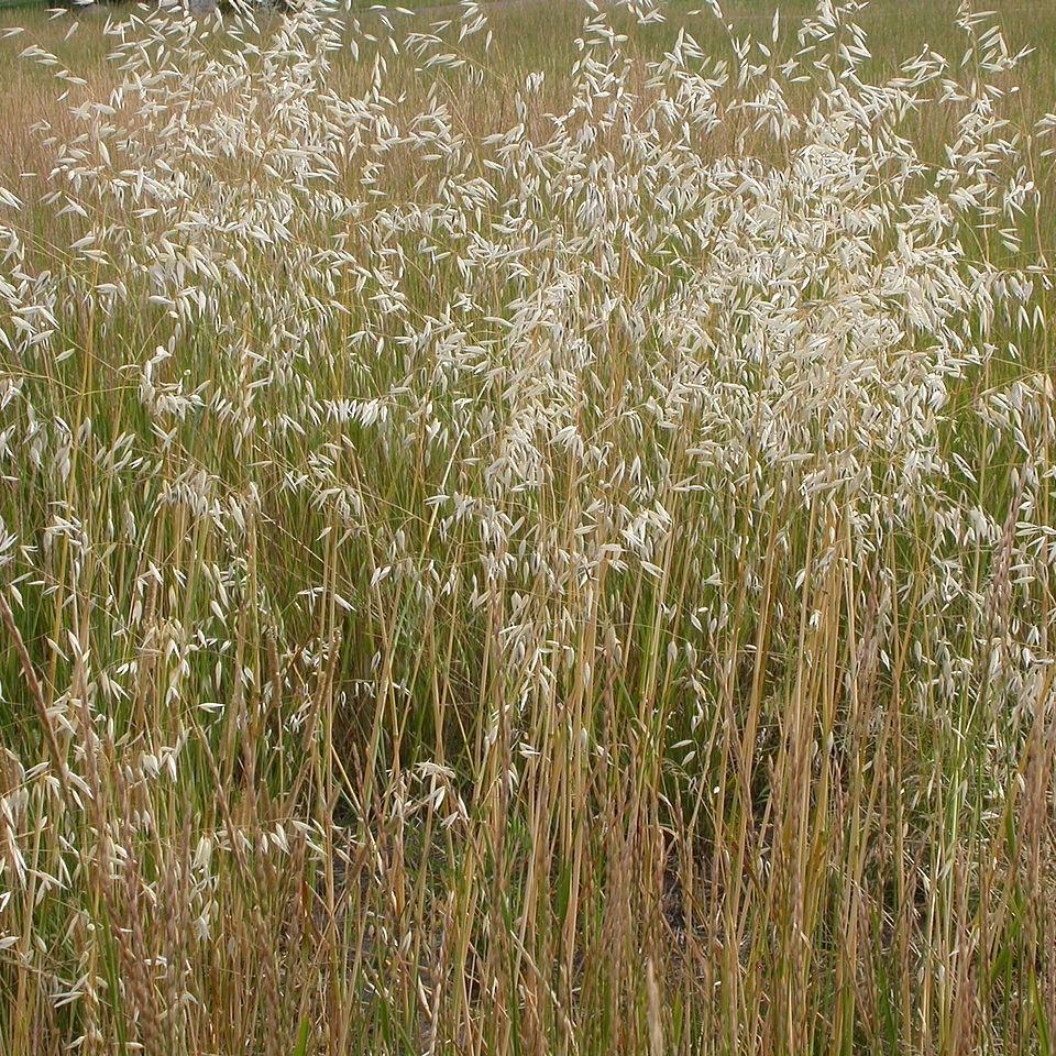 crinkled hair grass (Deschampsia flexuosa) plant — close-up photo