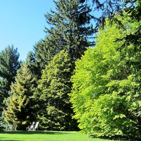 Cripps Gold Falsecypress (Chamaecyparis obtusa 'Crippsii') plant — close-up photo