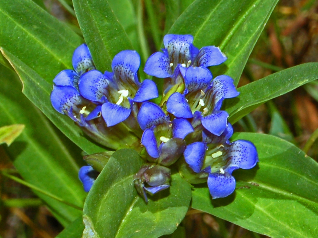 Cross Gentian (Gentiana cruciata) plant