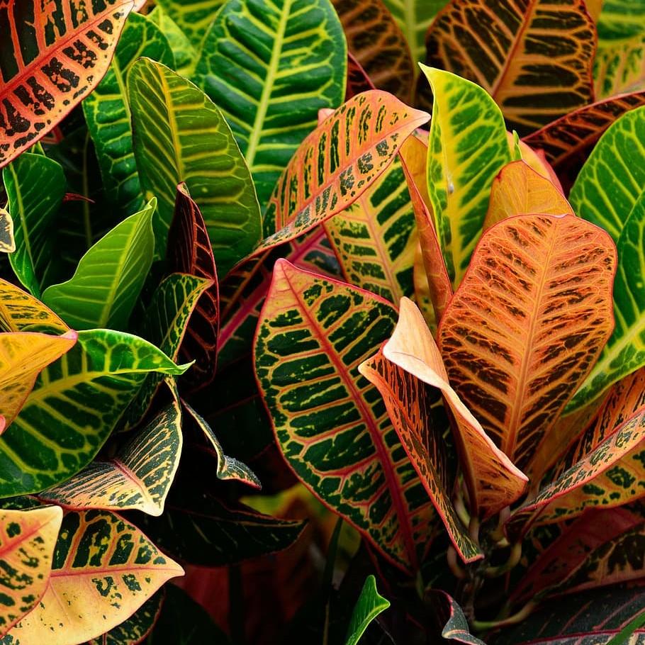 croton (Codiaeum variegatum var. pictum) plant