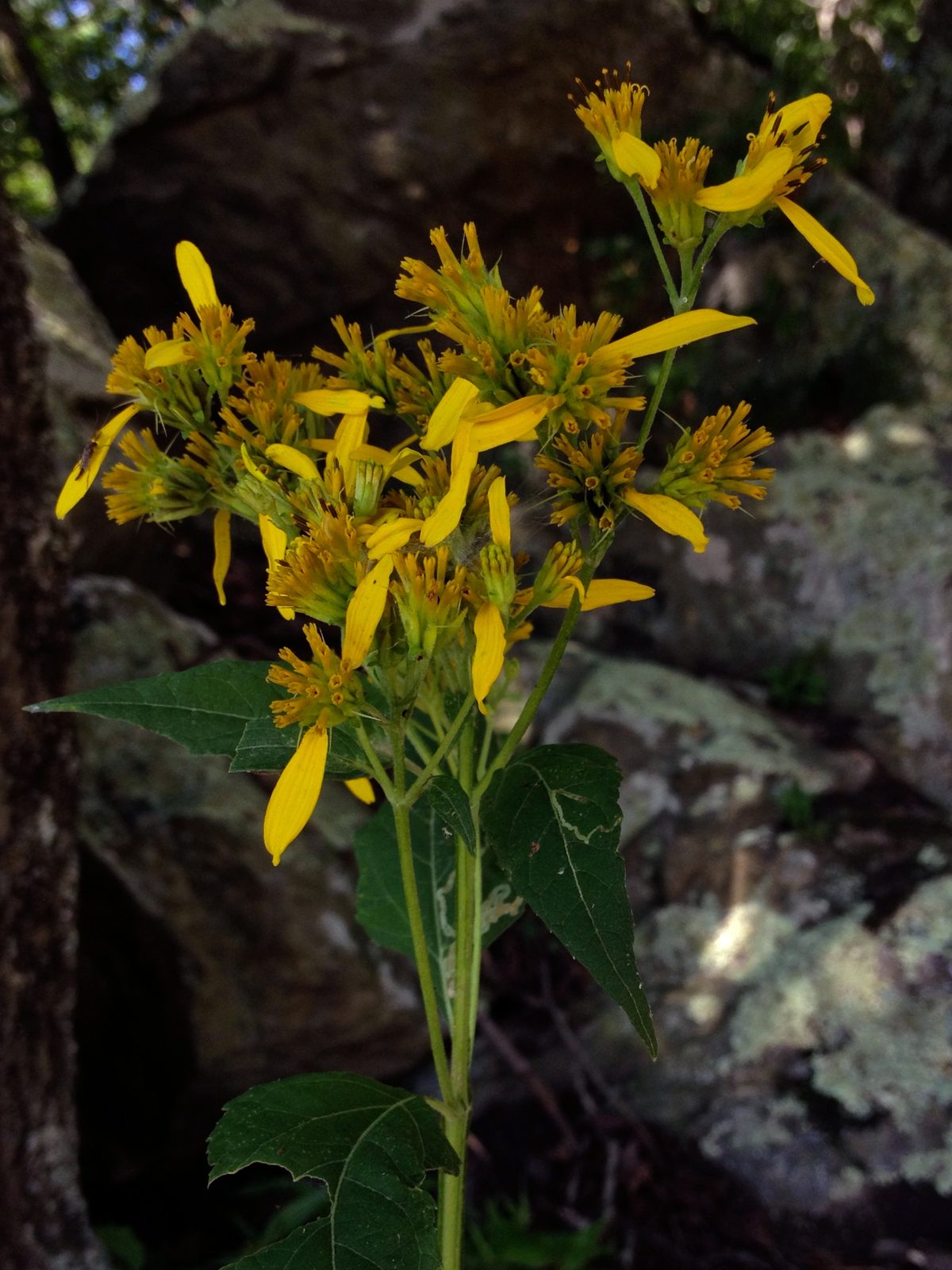 Crown Beard (Verbesina occidentalis) plant