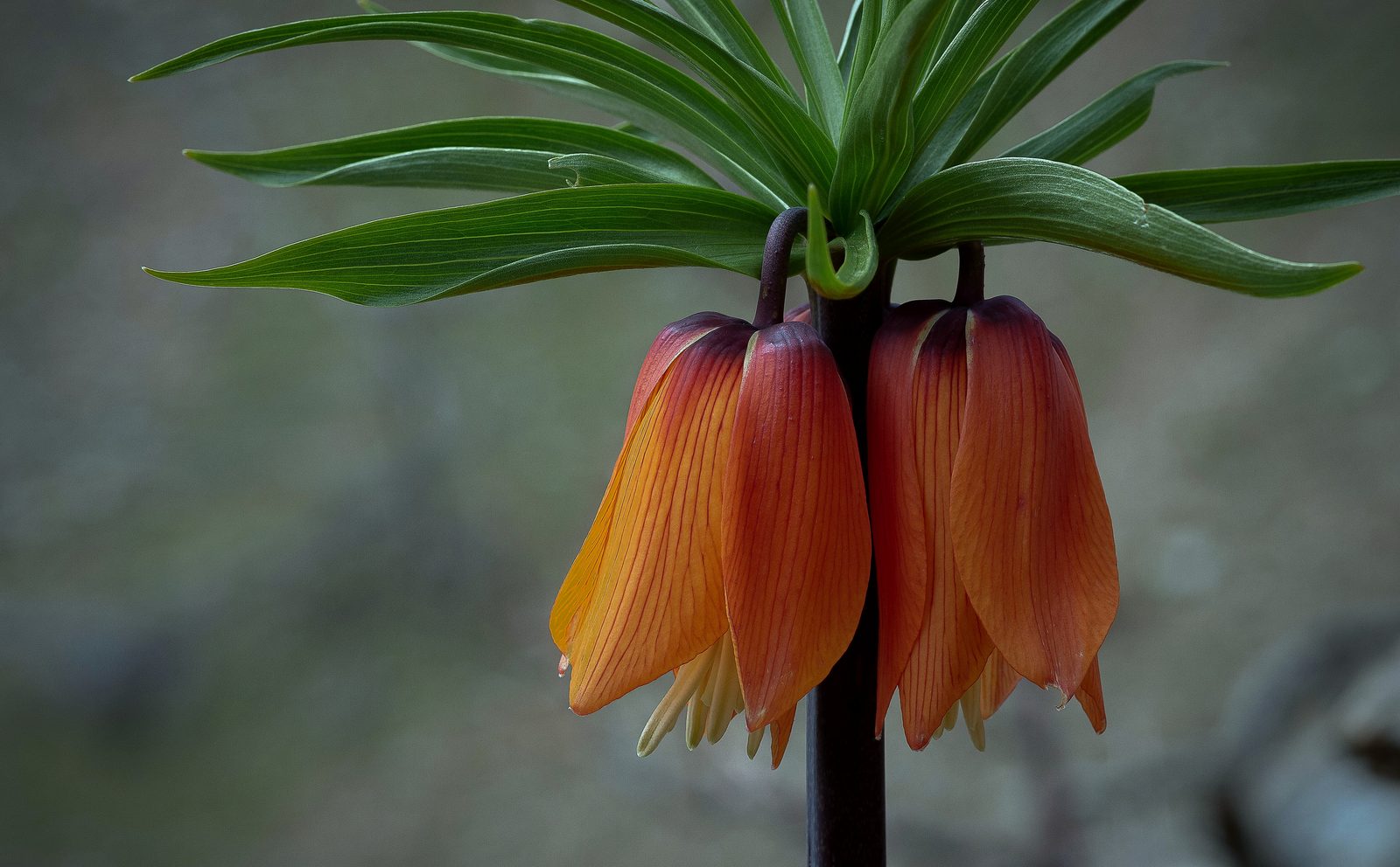Crown Imperial (Fritillaria imperialis) plant