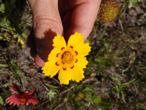 Crowned Beggarticks (Bidens coronata) plant