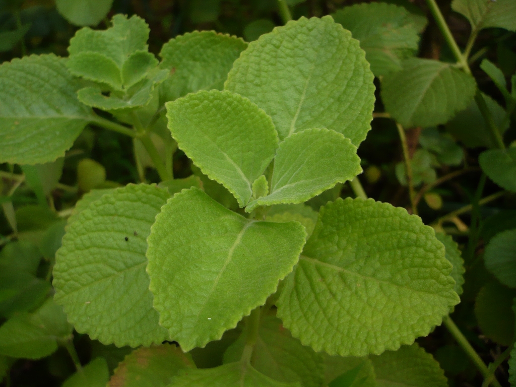 Cuban Oregano (Coleus amboinicus) plant