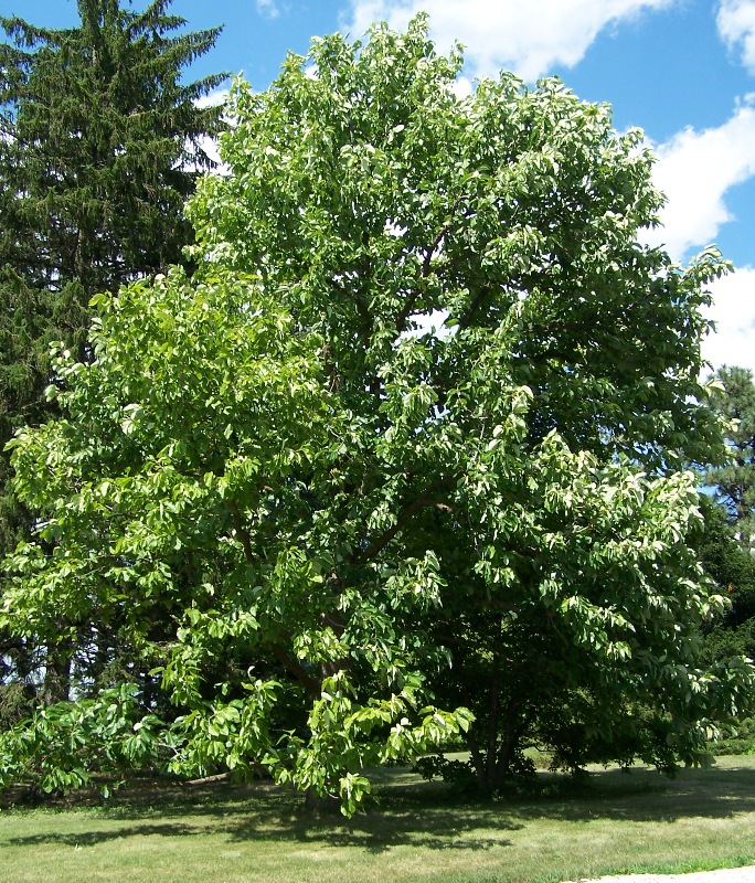 Cucumber Tree (Magnolia acuminata) plant