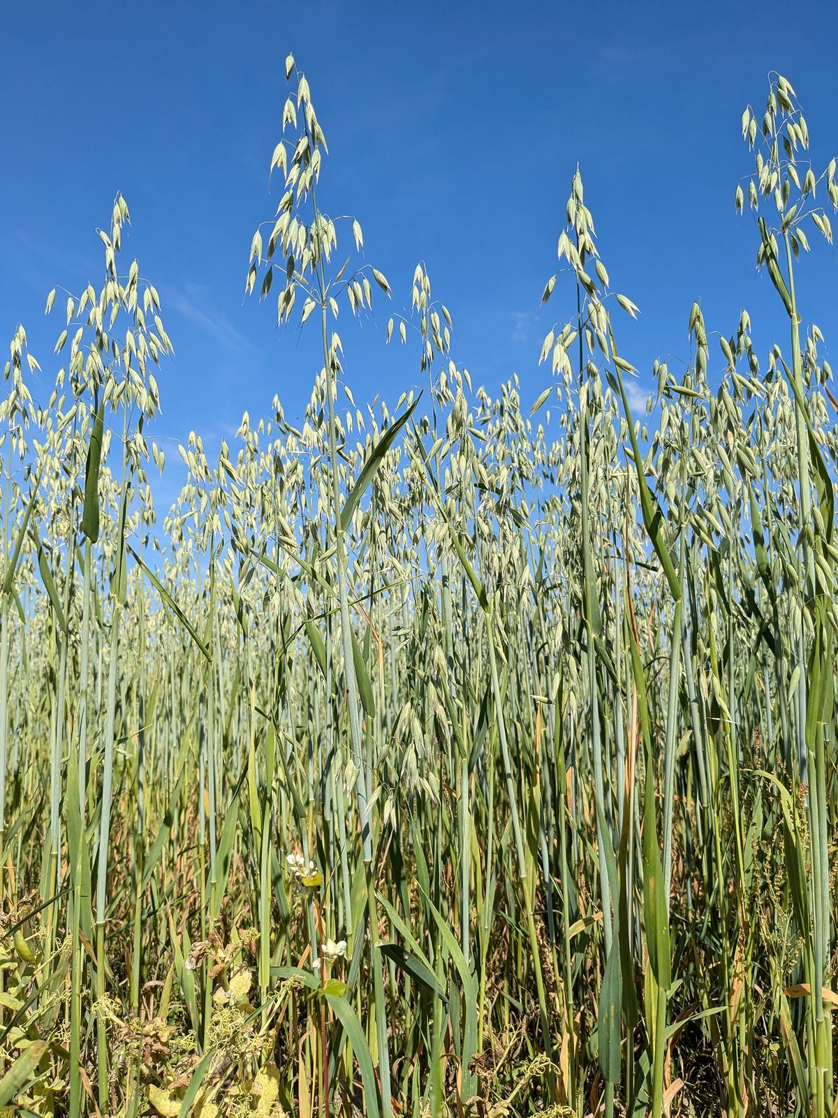 Cultivated Oats (Avena sativa) plant