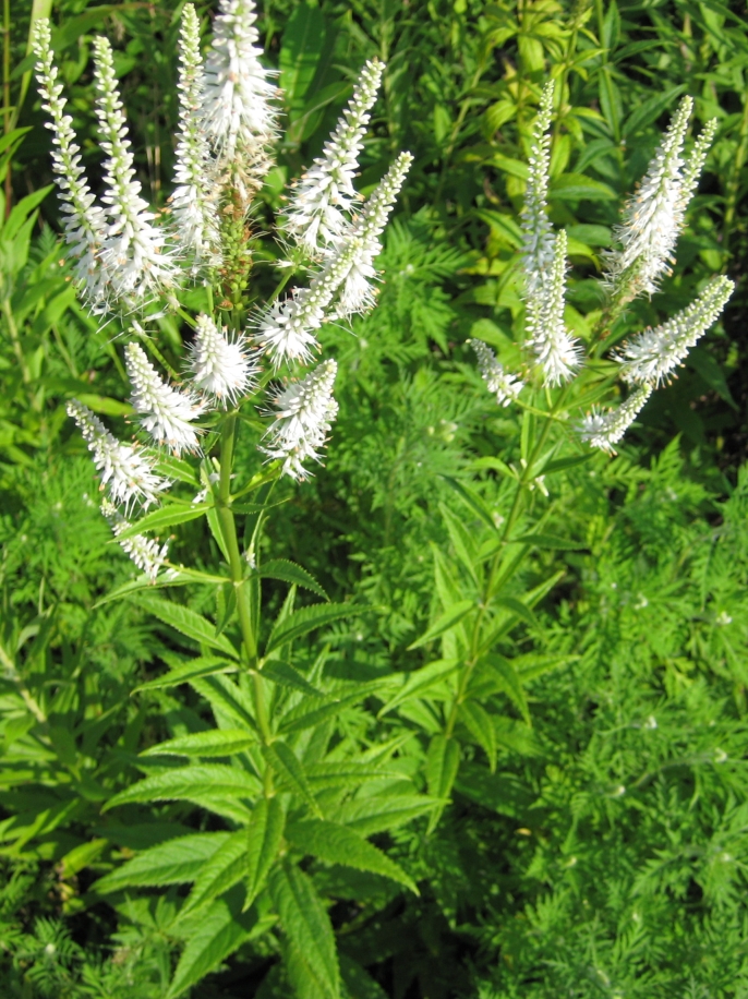 Culver's Root (Veronicastrum virginicum) plant