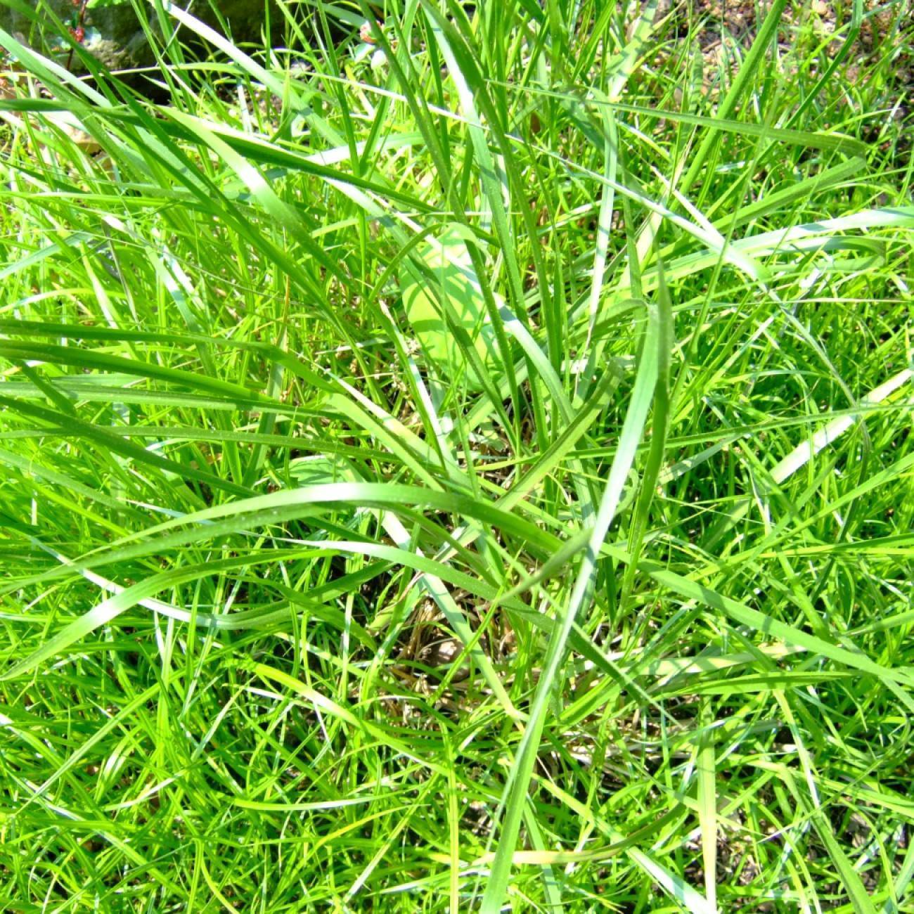 Cumberland reed grass (Calamovilfa arcuata) plant — close-up photo