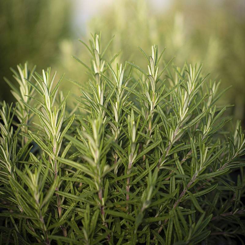 Cumberland rosemary (Conradina verticillata) plant — close-up photo