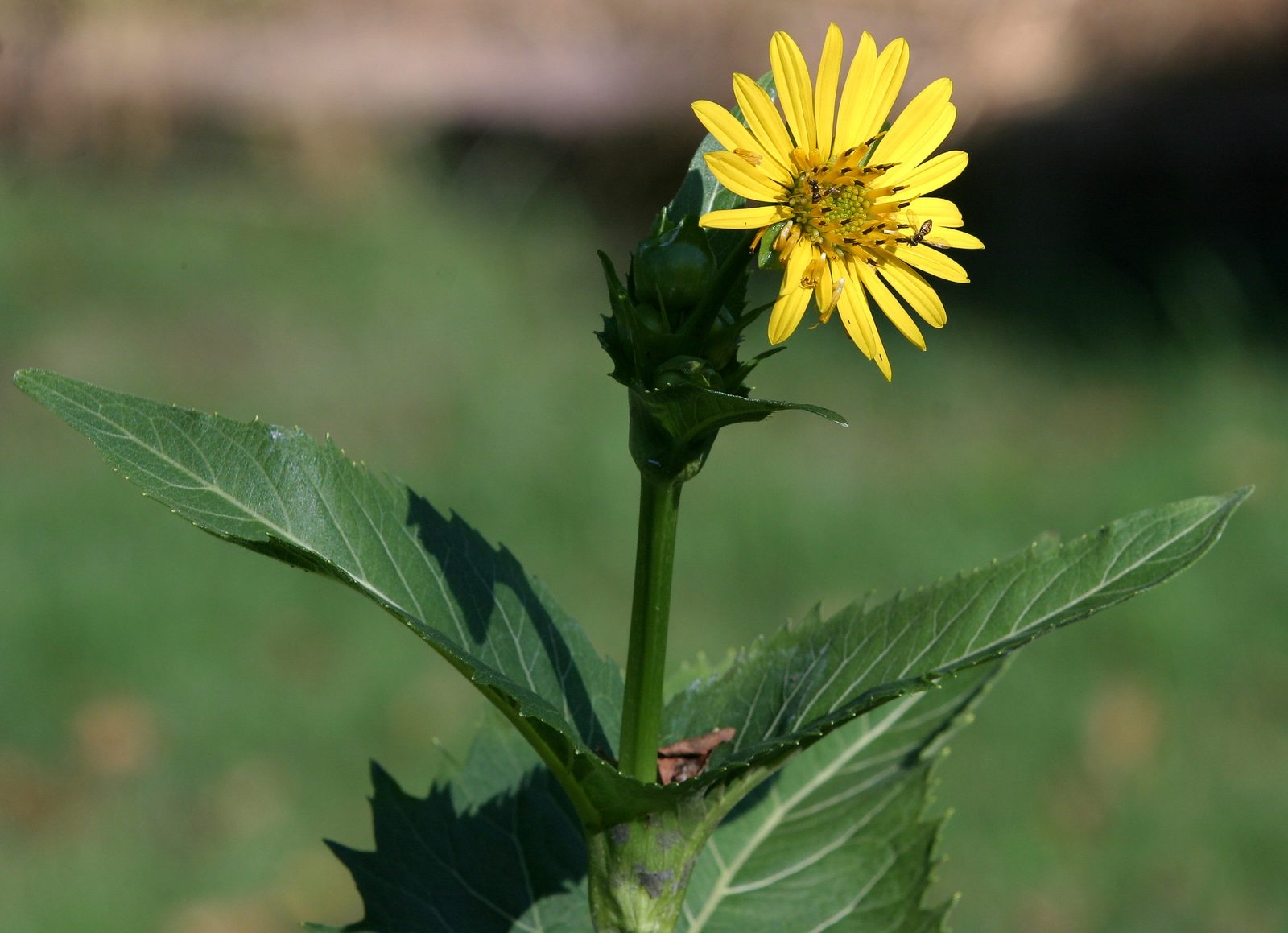 Cup Plant (Silphium perfoliatum) plant