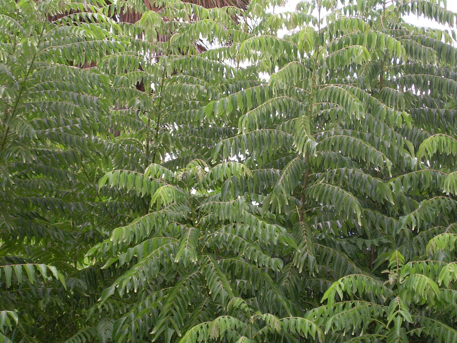 Curry Leaf (Murraya koenigii) plant