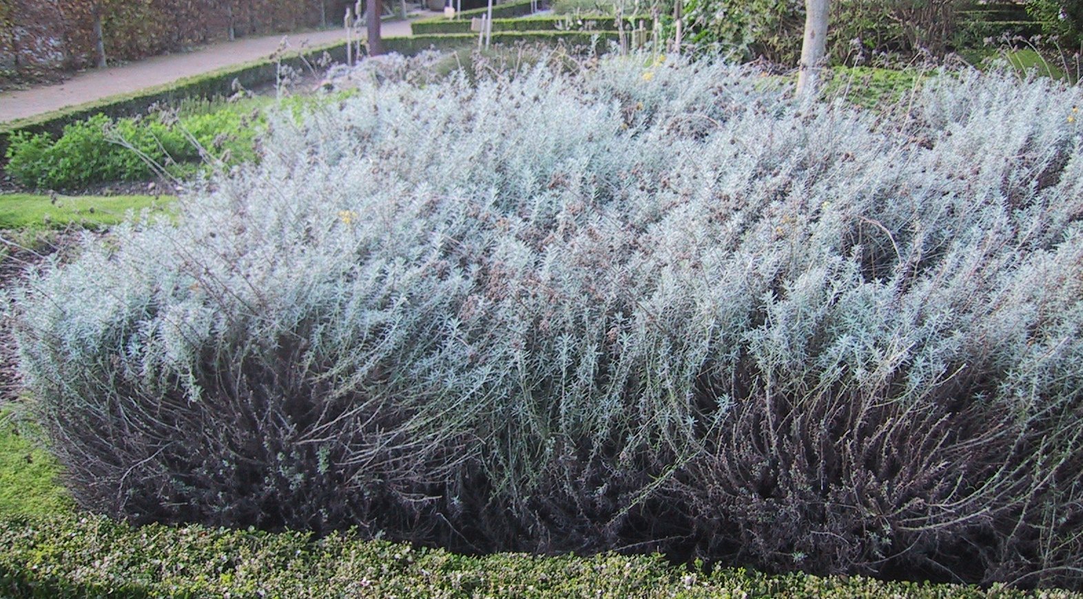 Curry Plant (Helichrysum italicum) plant