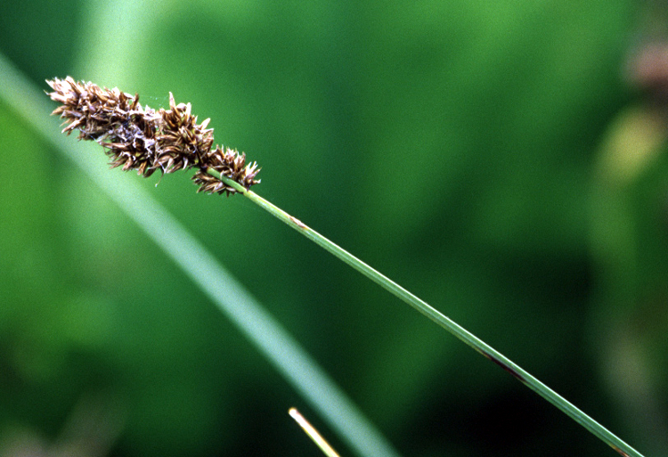 Cusick's Sedge (Carex cusickii) plant