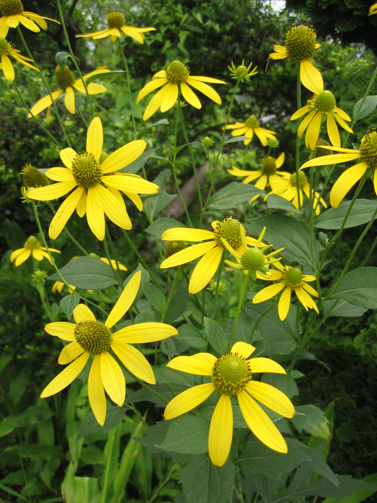 Cutleaf Coneflower (Rudbeckia laciniata) plant
