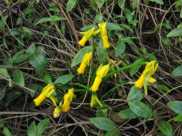 Cyclamineus Daffodil (Narcissus cyclamineus) plant