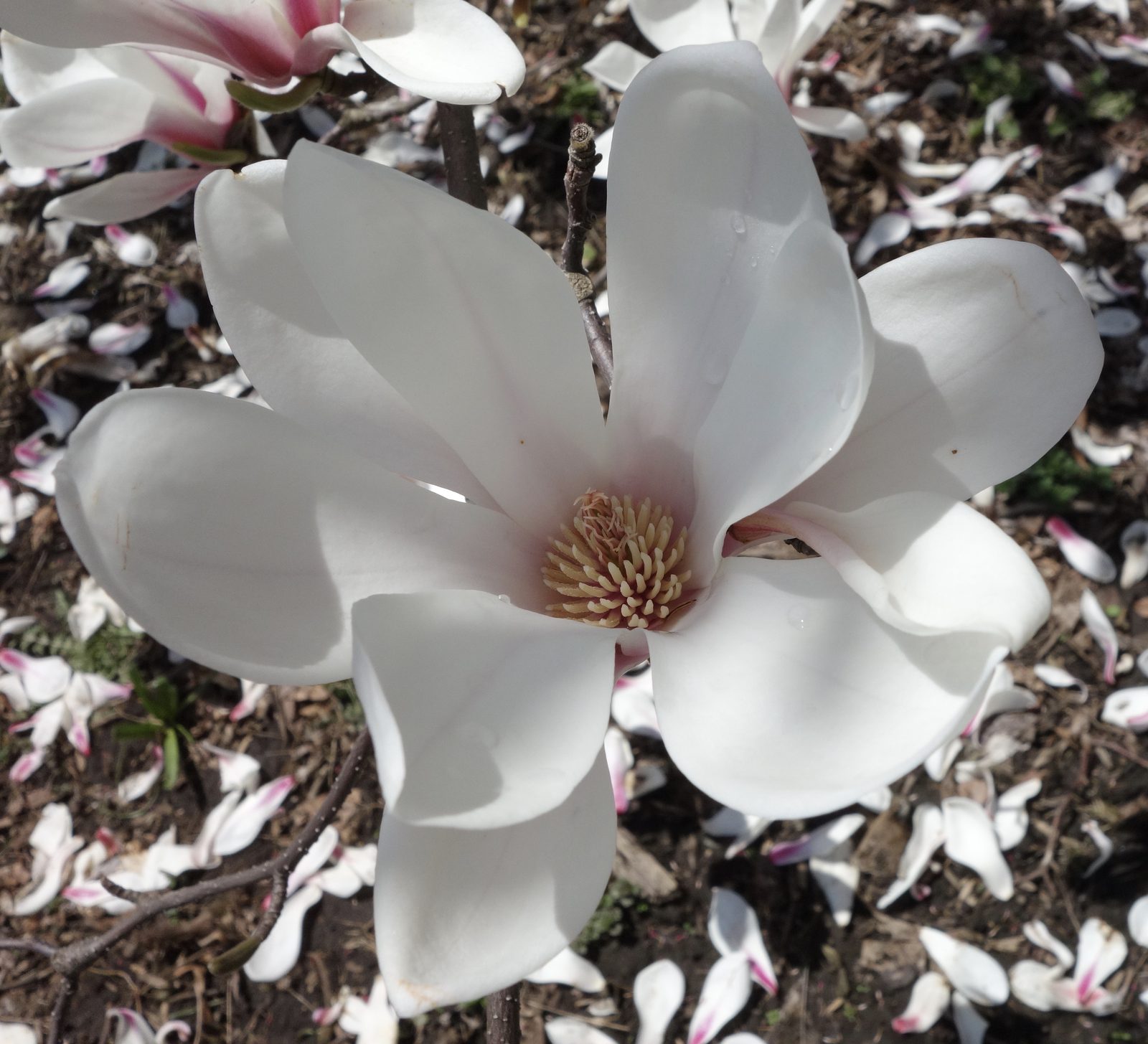 Cylindrical Magnolia (Magnolia cylindrica) plant