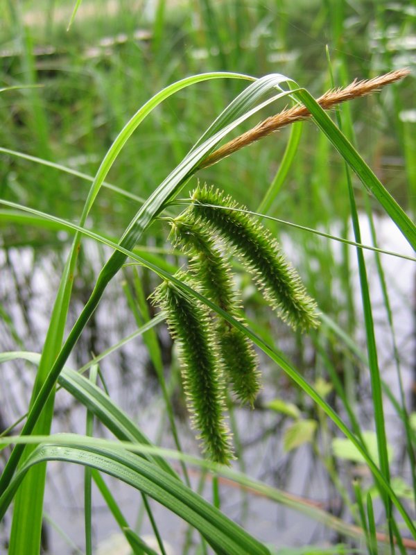 Cyperus Like Sedge (Carex pseudocyperus) plant