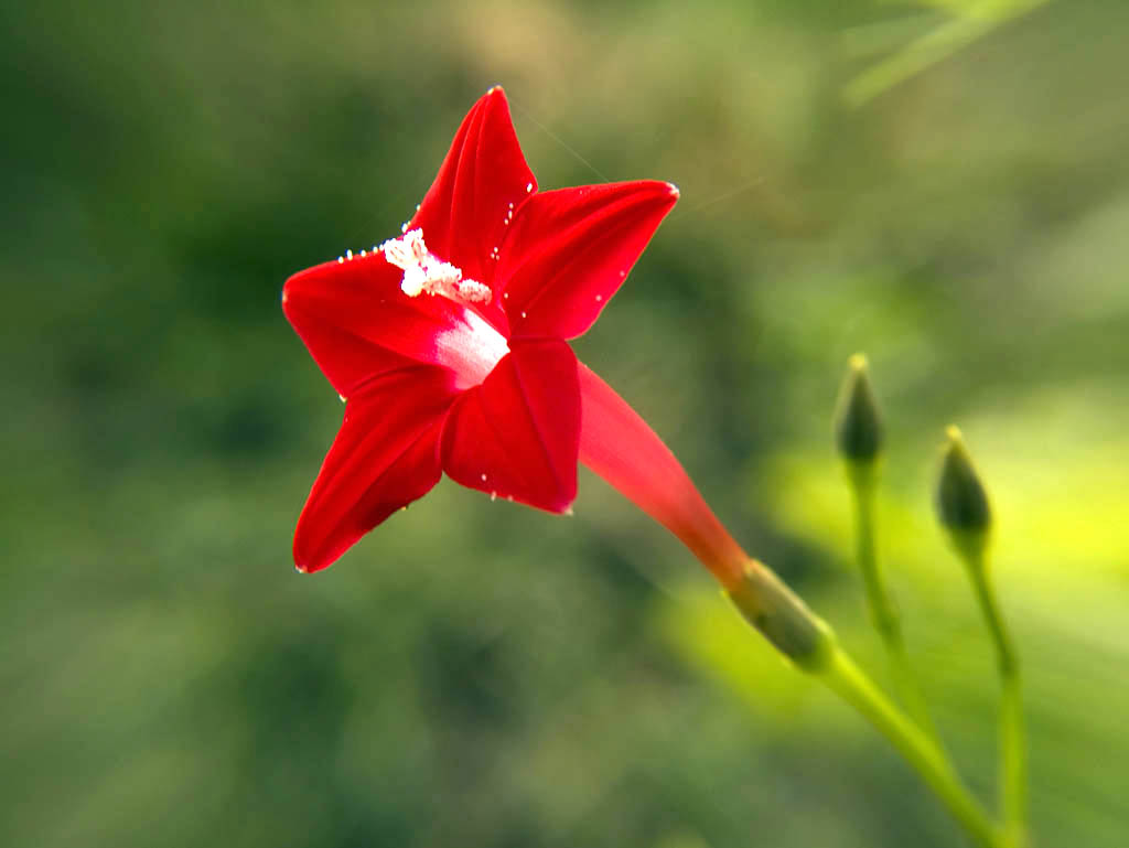 Cypress Vine (Ipomoea quamoclit) plant