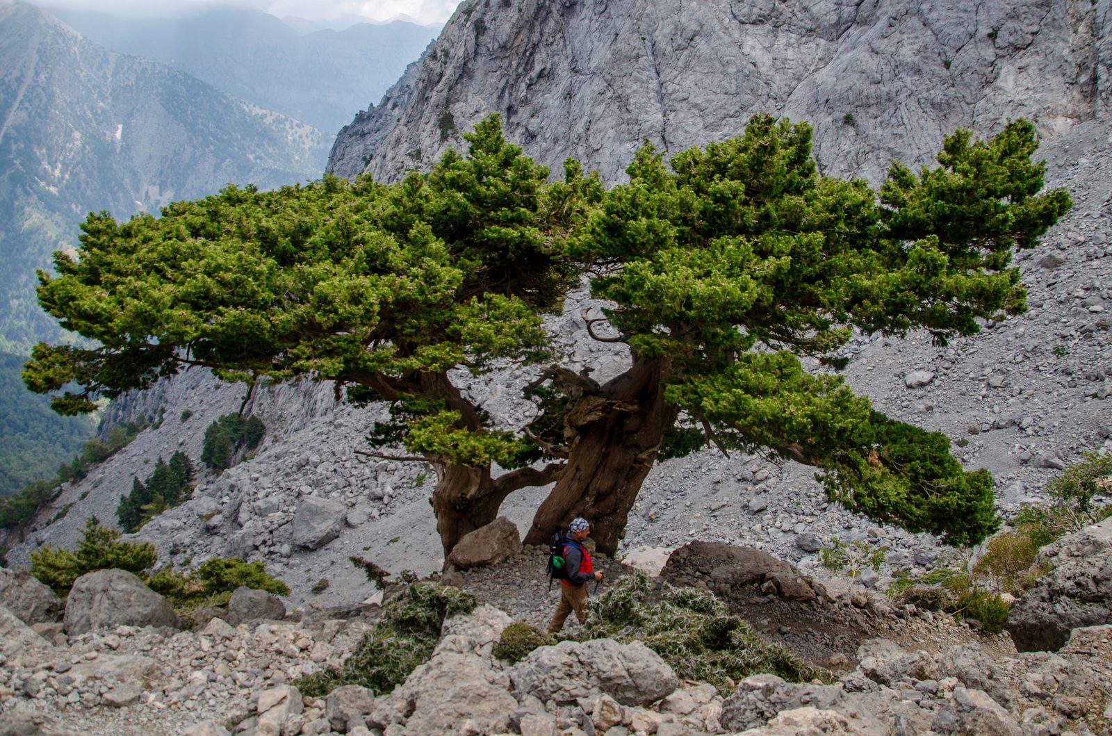 Cypress (Cupressus sempervirens) plant
