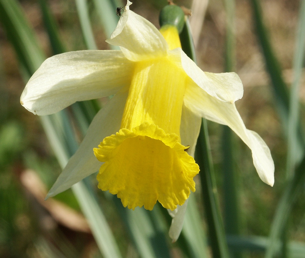 Daffodil (Narcissus pseudonarcissus) plant