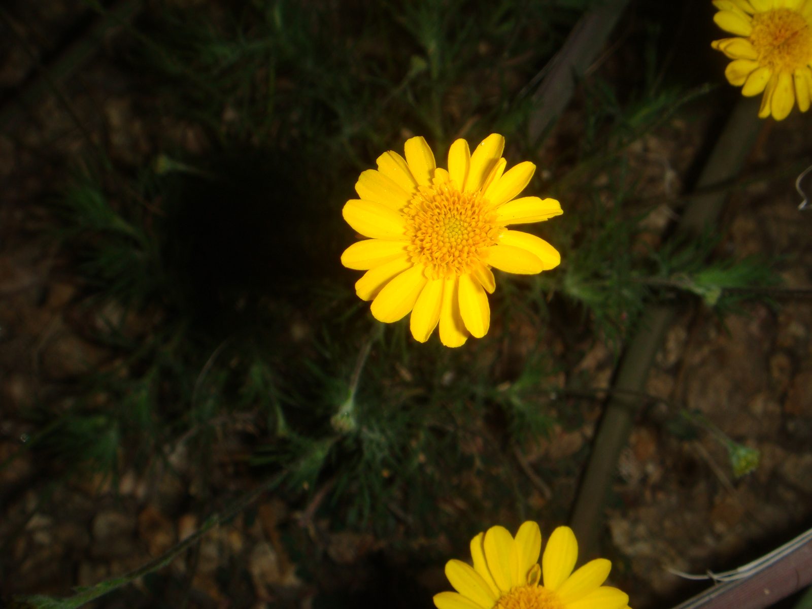 Dahlberg Daisy (Thymophylla tenuiloba) plant
