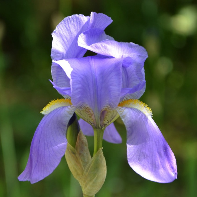 Dalmatian Iris (Iris pallida subsp. pallida) plant