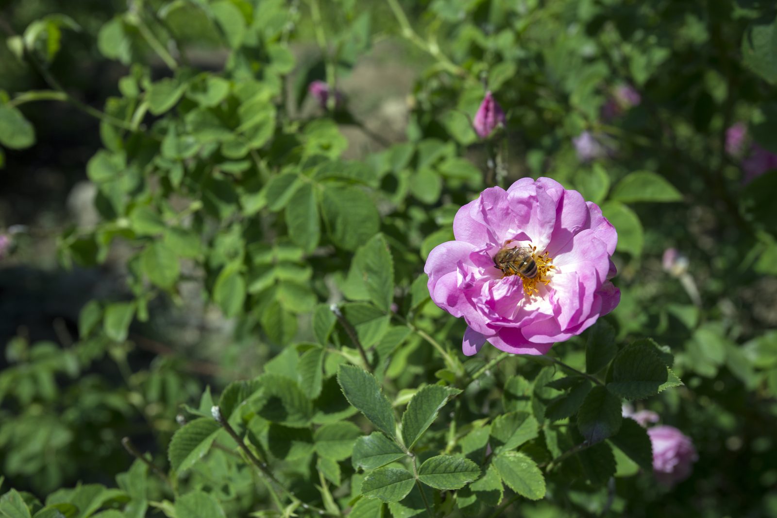 Damask Rose (Rosa × damascena) plant