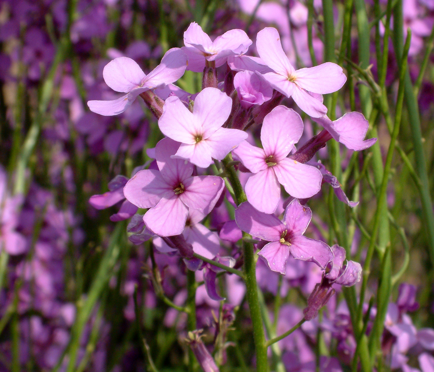 Dame's Rocket (Hesperis matronalis) plant