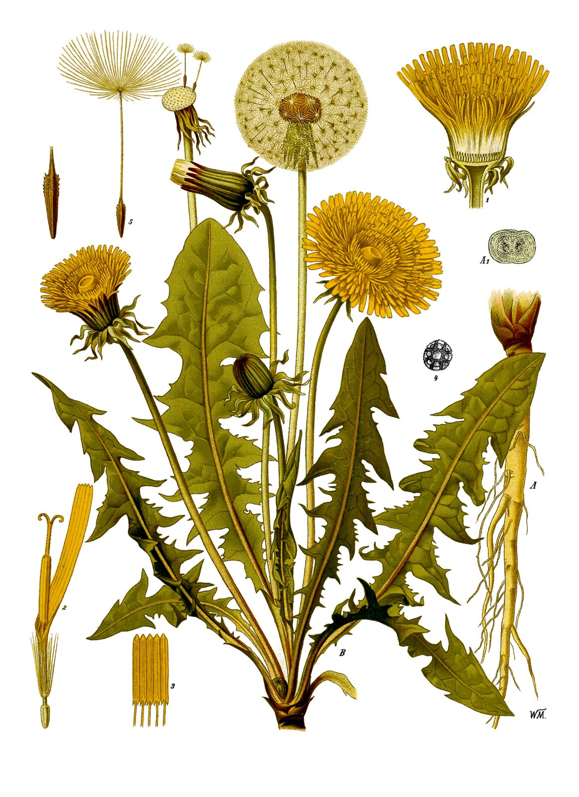 Common Dandelion (Taraxacum officinale) plant